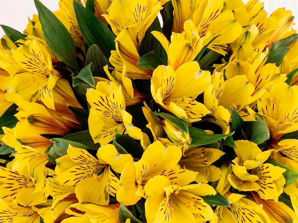 Astromelia Amarilla Astromelia Amarilla