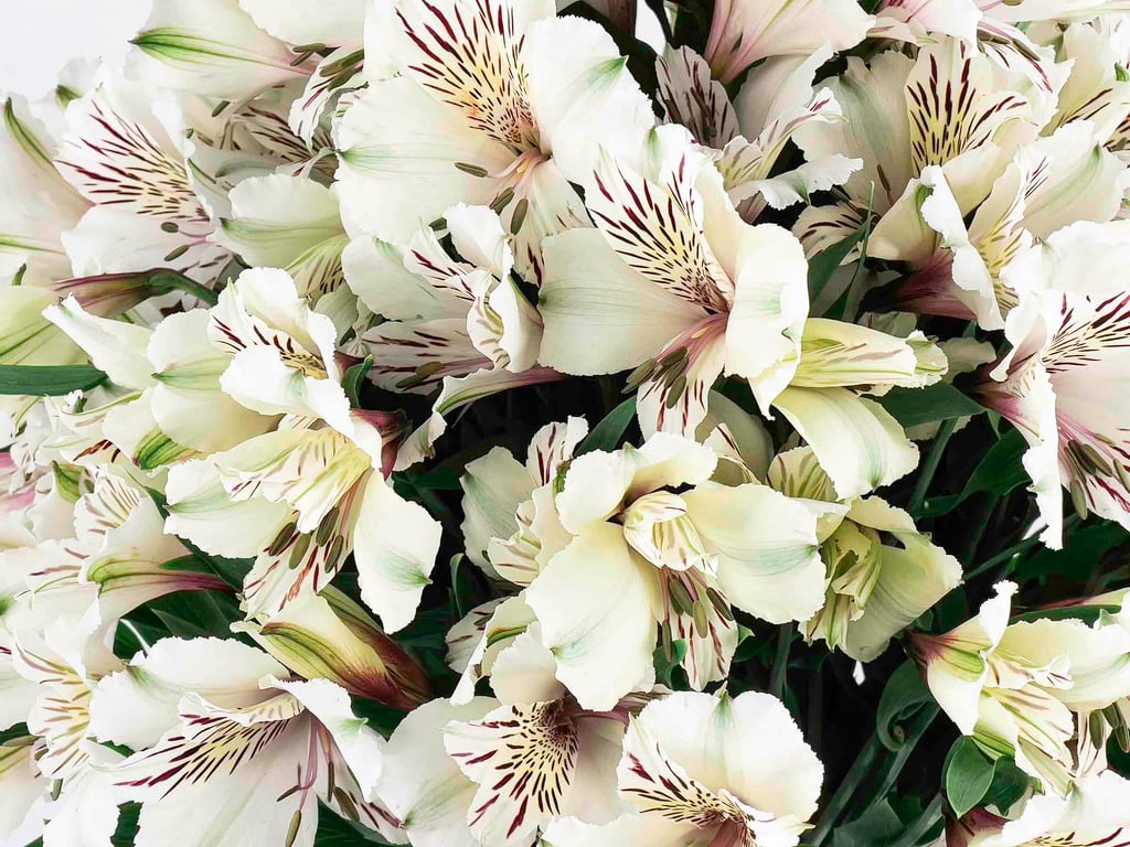 Astromelia Blanca Astromelia Blanca