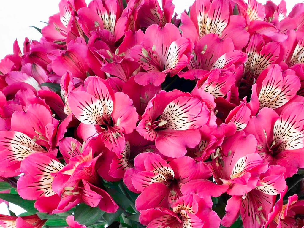 Astromelia Fucsia Astromelia Fucsia