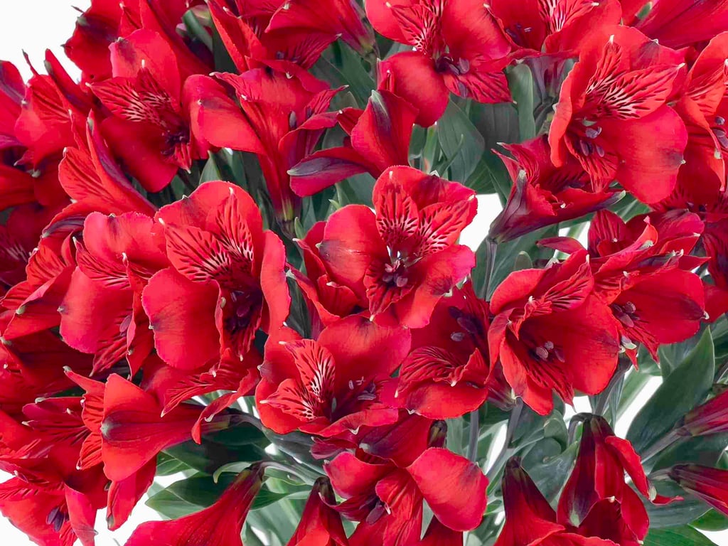 Astromelia Roja Astromelia Roja