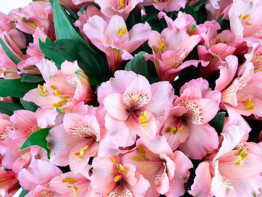 Astromelia Rosada Astromelia Rosada