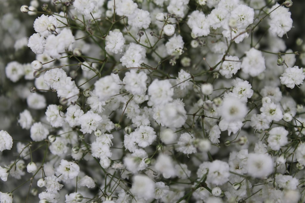 Gypsophila Gypsophila