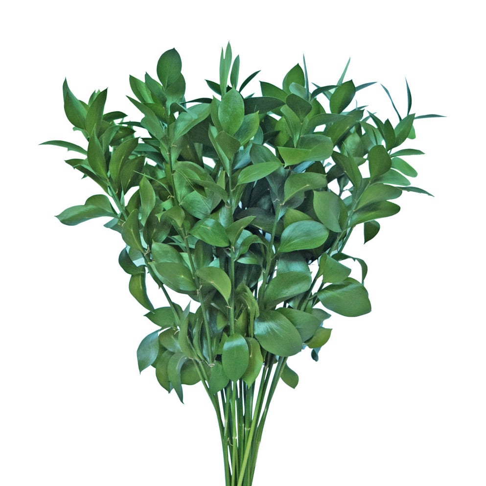 Ruscus Ruscus