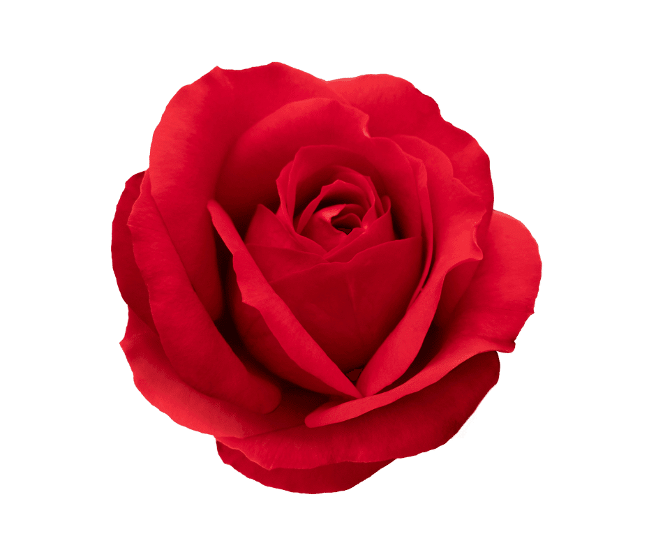 Rosas rojas Rosas rojas